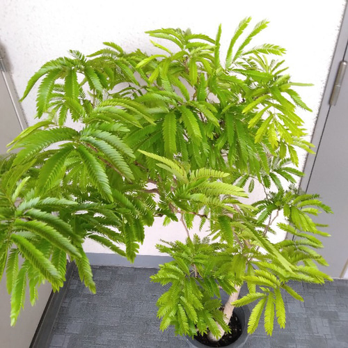 現品］1番 エバーフレッシュ 曲がり 8号 観葉植物 室内 大型