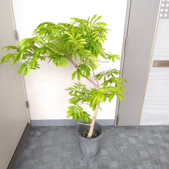 現品】エバーフレッシュ曲がり 大型観葉植物 黄緑色 高さ130