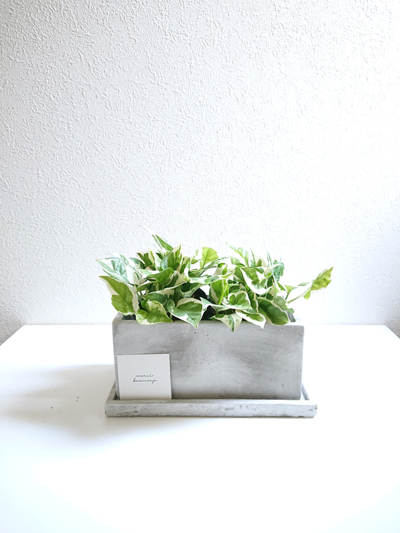 ○数量限定○ 世界一の品評会で受賞 ”ポトス エンジョイ（2鉢セット