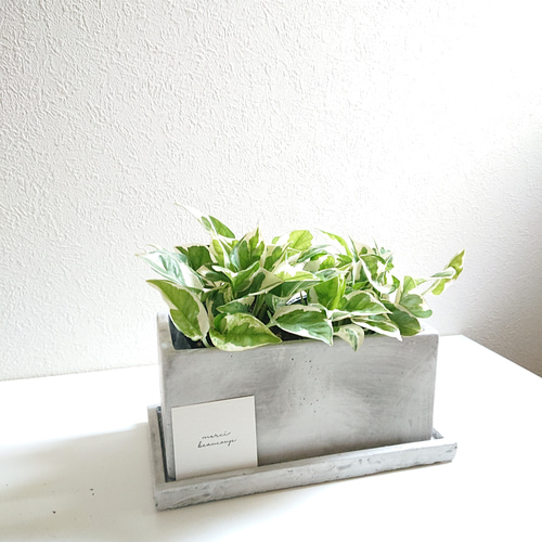 観葉植物 グリーン ポトス エンジョイ ボリューム 約100cm 鉢