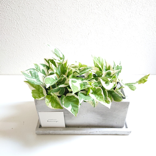 ポトス 2鉢セット 白い鉢 ○数量限定○ 世界一の品評会で受賞 ”ポトス エンジョイ（2鉢セット