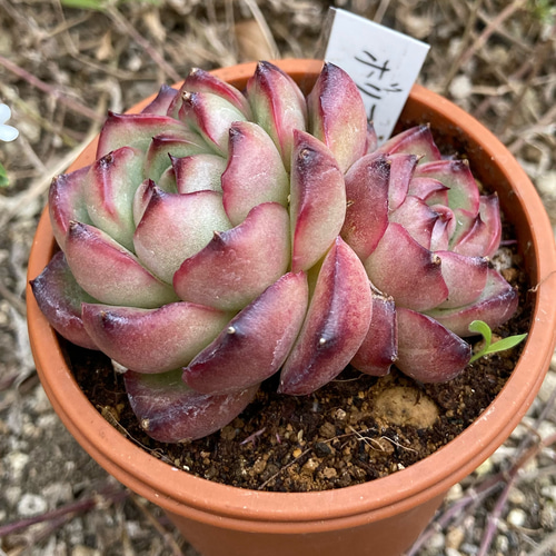 すべての商品（過去に販売した苗も含みます） – tagged 