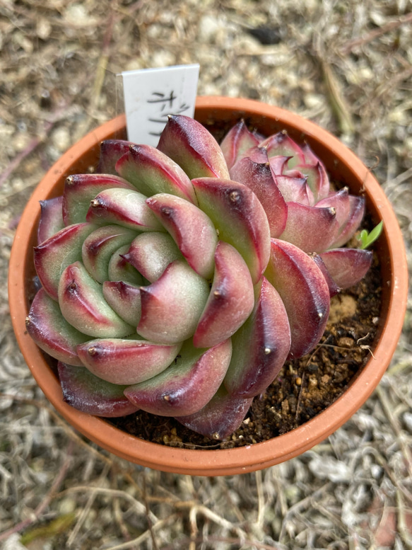 多肉植物 韓国苗 ナオフク様 ボリアナ 多肉植物 韓国苗 多肉植物 GONZU 通販 17266362