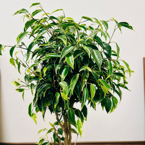 現品］【希少】3番 フィカス ベンジャミン ナターシャ 7号 観葉植物 