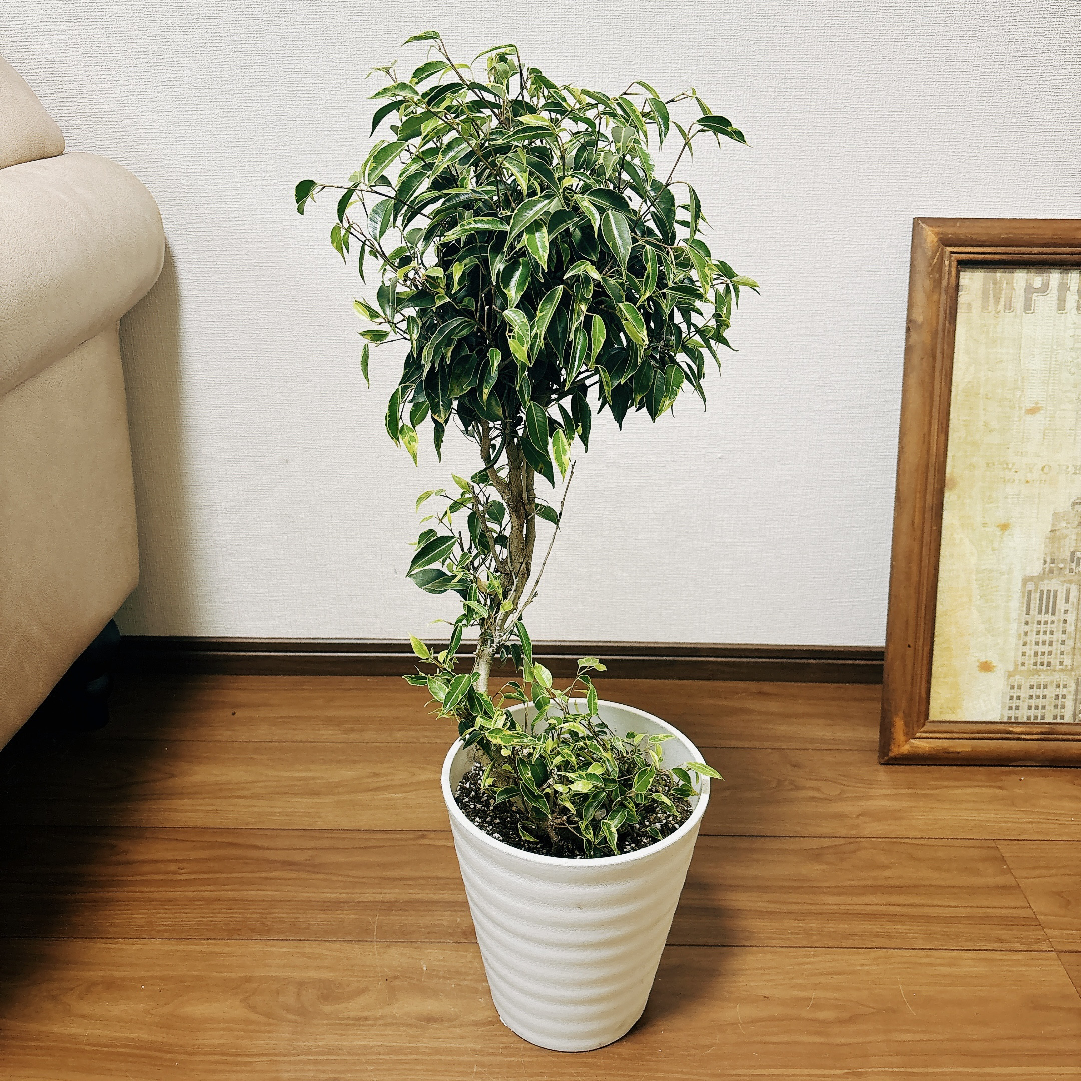現品］【希少】3番 フィカス ベンジャミン ナターシャ 7号 観葉植物 