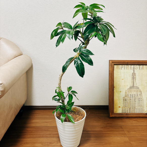 ［現品］☆昨年人気商品☆ ツピタンサス　鉢受け皿付　観葉植物　室内　おしゃれ 1枚目の画像