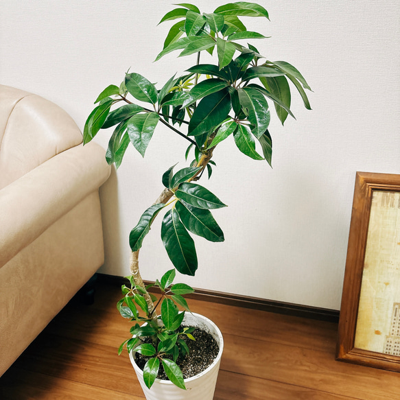 ［現品］☆昨年人気商品☆ ツピタンサス　鉢受け皿付　観葉植物　室内　おしゃれ 4枚目の画像