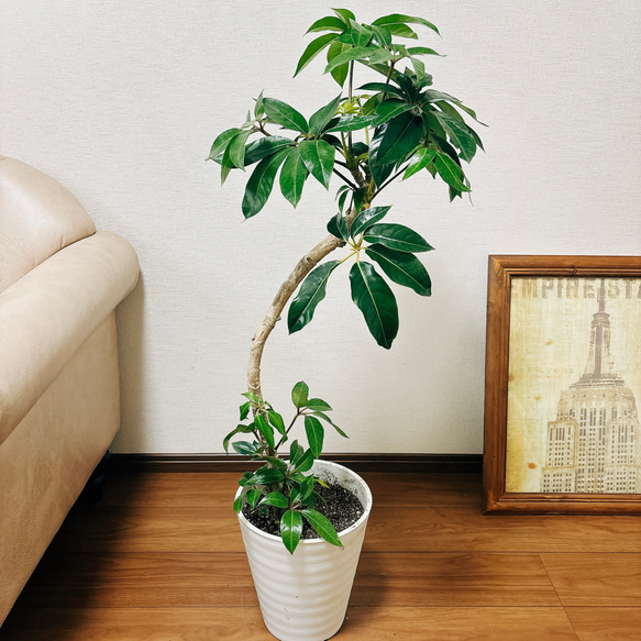 ［現品］☆昨年人気商品☆ ツピタンサス　鉢受け皿付　観葉植物　室内　おしゃれ 2枚目の画像