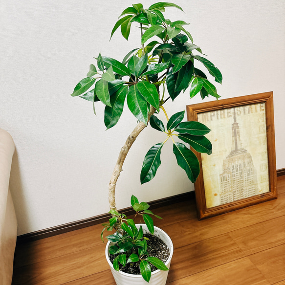 ［現品］☆昨年人気商品☆ ツピタンサス　鉢受け皿付　観葉植物　室内　おしゃれ 3枚目の画像