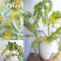 ご予約終了致しました。問合せ専用ページ　　✿ミモザアカシア 生花 フレッシュ☘ 91883feb47912f662aae1877fb7db4