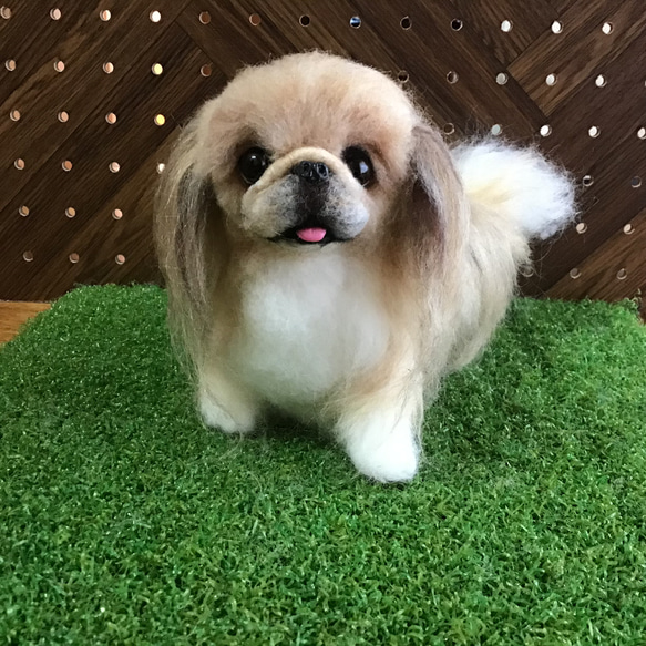 パーティーのペキニーズの子犬を探す｜ブリーダー直販の子犬販売