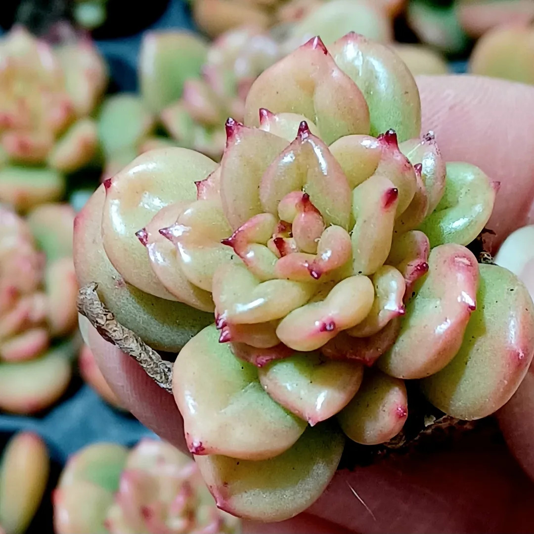 多肉植物　韓国苗　りんごの花　抜き苗　10cm以上 **週末のみ出品**