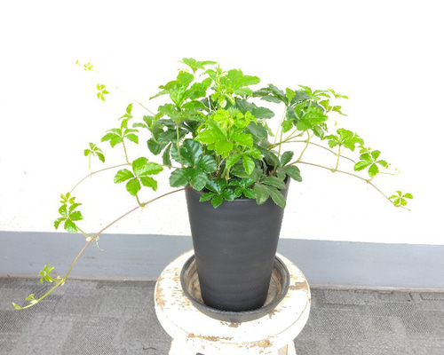 ◇【オーダー制】斑入りジュガーバイン 札なし 1鉢¥800 レア 鉢ごと発送