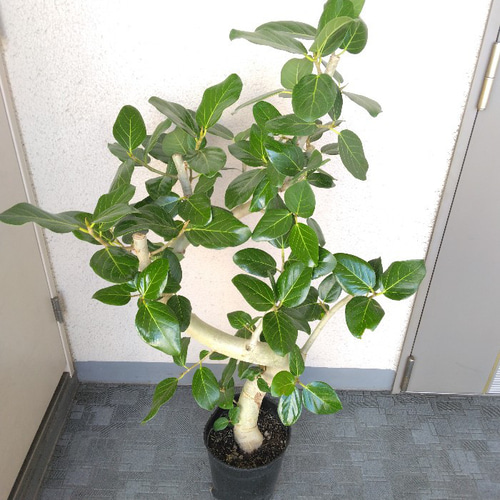 現品】フィカス【ベンガレンシス曲がり】ゴムの木 観葉植物 樹形
