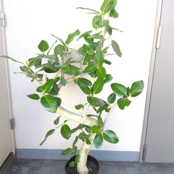 【現品】フィカス【ベンガレンシス曲がり】ゴムの木　観葉植物　樹形綺麗　ボリュウーム◎　高さ115◎　シンボルツリー 5枚目の画像