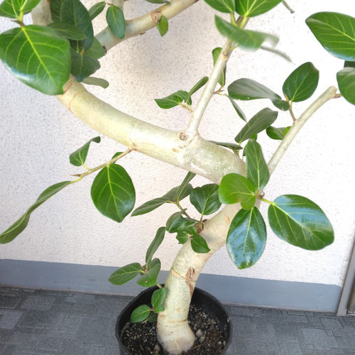 現品】フィカス【ベンガレンシス曲がり】ゴムの木 観葉植物 樹形