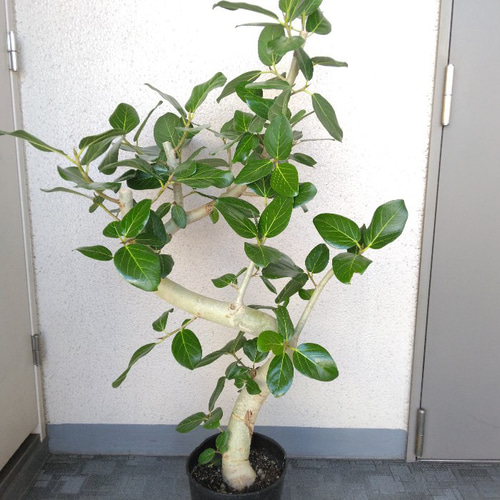 現品】フィカス【ベンガレンシス曲がり】ゴムの木 観葉植物 樹形 現品】フィカス【ベンガレンシス曲がり】ゴムの木 観葉植物 樹形