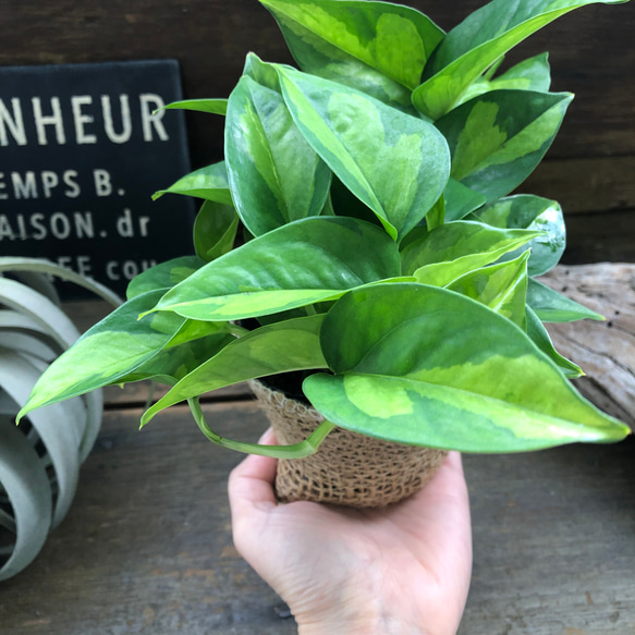 グローバルグリーン♡ポトス♡希少♡観葉植物♡インテリア 7枚目の画像