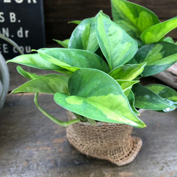 グローバルグリーン♡ポトス♡希少♡観葉植物♡インテリア 16枚目の画像