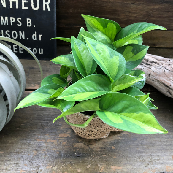 グローバルグリーン♡ポトス♡希少♡観葉植物♡インテリア 10枚目の画像