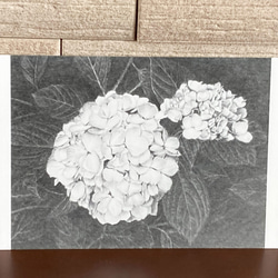 ポストカード　鉛筆で描いた紫陽花の絵 1枚目の画像