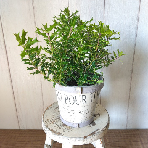 ✨✨✨ ヒメヒイラギ 【ジブリの世界】検/姫柊 ✨✨✨ ヒメヒイラギ 【ジブリの世界】検/姫柊 盆栽・苔玉