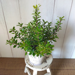 姫柊　ヒメヒイラギ　縁起良い観葉植物　ボリュウーム◎　コンパクトサイズ　木製カバー付 11枚目の画像
