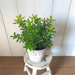 姫柊　ヒメヒイラギ　縁起良い観葉植物　ボリュウーム◎　コンパクトサイズ　木製カバー付 8枚目の画像