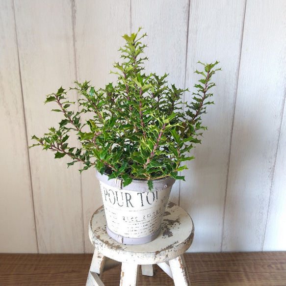 姫柊　ヒメヒイラギ　縁起良い観葉植物　ボリュウーム◎　コンパクトサイズ　木製カバー付 10枚目の画像