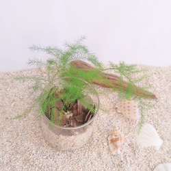 アスパラガス　プルモサス　ハイドロカルチャー　観葉植物 1枚目の画像