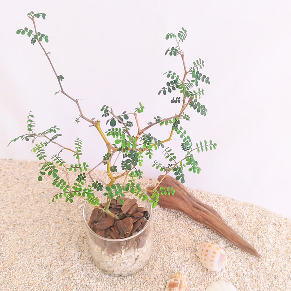 ソフォラ　リトルベイビー　ハイドロカルチャー　観葉植物 2枚目の画像