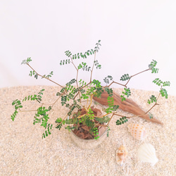 ソフォラ　リトルベイビー　ハイドロカルチャー　観葉植物 3枚目の画像