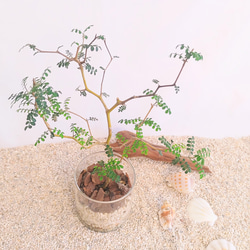 ソフォラ　リトルベイビー　ハイドロカルチャー　観葉植物 1枚目の画像