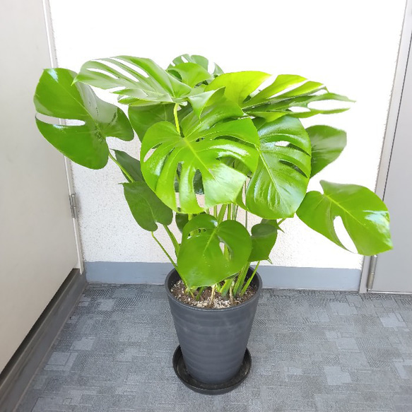 モンステラ 大株