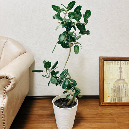 【引き取り限定】破格！大型　フィカス　ベンガレンシス　約170cm 8号鉢 フィカス：ベンガレンシス 8号鉢植え** の通販 | 園芸ネット