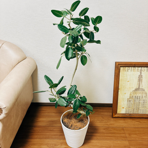 在庫］フィカス ベンガレンシス 陶器鉢受け皿付き 観葉植物