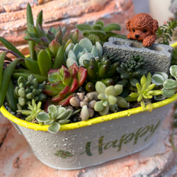 お正月飾り 店舗 玄関 お年賀 プレゼント 寄せ植え 多肉植物 虎っぺ