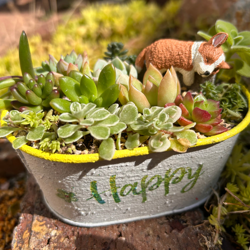 寄せ植え 多肉のHAPPY(ハッピー）セット（小） 多肉植物 虎っぺ 通販 