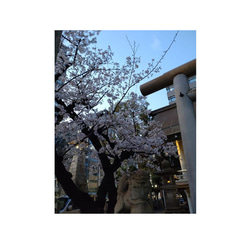 【数量限定】真夜中の桜のバレッタ ■ ダークネイビー 2色展開 ■ ベロア生地 13枚目の画像