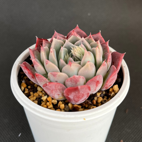 レッドサン 多肉植物 多肉植物 kanomarihome 通販 17271304 レッドサン 多肉植物 多肉植物 kanomarihome 通販 17271304