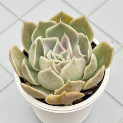 プルビナータ フロスティ 綴化 多肉植物 多肉植物 kanomarihome 通販