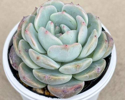 ラウリンゼ×沙羅姫牡丹 多肉植物 多肉植物 kanomarihome 通販