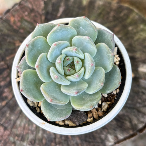 ラウリンゼ×沙羅姫牡丹 多肉植物 多肉植物 kanomarihome 通販 17271409