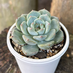 サンドロップ センペルビウム 多肉植物 多肉植物 kanomarihome 通販