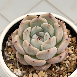プルビナータ フロスティ 綴化 多肉植物 多肉植物 kanomarihome 通販