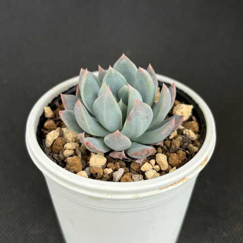 霜飾り ミックスベリア おらいさん苗 多肉植物 多肉植物 kanomarihome