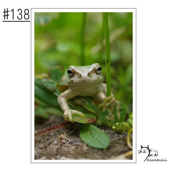 【＃138】選べる5枚！カエルのポストカード 1枚目の画像