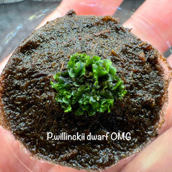 85b9870879cf4e444714a5cdb7a418