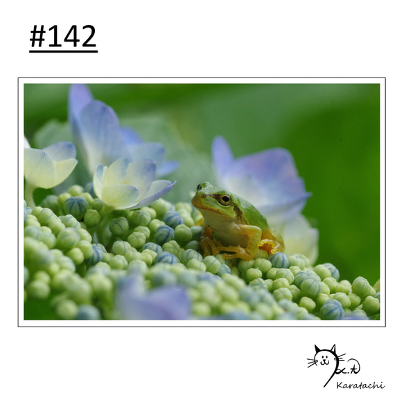 【＃142】選べる5枚！カエルのポストカード 1枚目の画像
