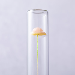 きのこの照明　サクラガリ（ツヤ1本） 5枚目の画像